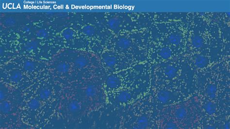Molecular Cell And Developmental Biology Zoom Backgrounds