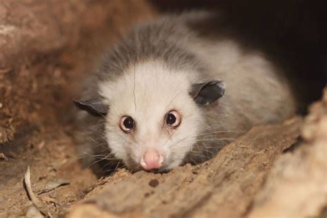 What Does A Possum Look Like Feline Pets Possum