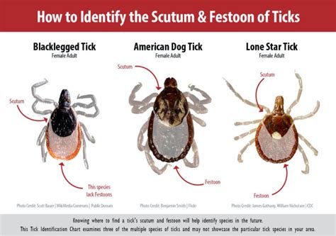 Common Ticks The Tick Lifecycle And Tick Myths Lyme And Tick Borne