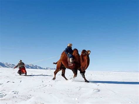 1000 Camel Festival Tour Mongolia Tours In Mongolia