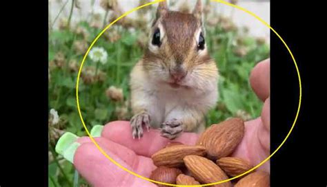 Watch Chipmunk Tries Almonds For The First Time Expressions Are