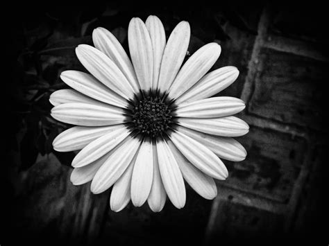 Black And White Flower Picture Beautiful Flowers