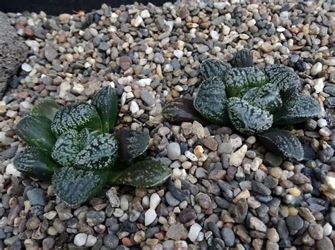 Haworthia Mordor World Of Succulents