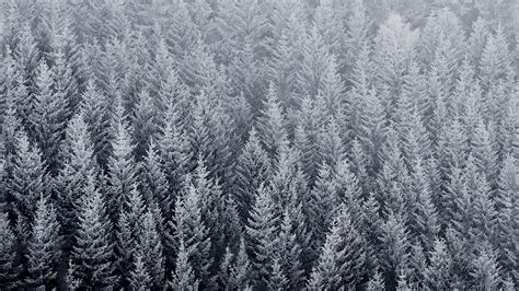 Day Pine Woodland Winter Growth Spruce Freezing Frost Fir Pine