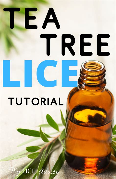 Does Tea Tree Oil Kill Lice And Eggs Sweepings Webzine Photogallery