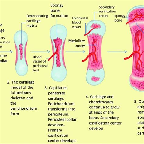 The Stage Of Endochondral Ossification The Following Stages Are A