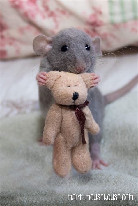 Baby Rat With Teddy Bear Baby Rats Cute Rats Cute Baby Animals