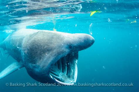 Swimming And Snorkelling With Basking Sharks In Scotland