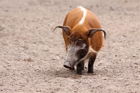 Das pinselohrschwein oder flussschwein (potamochoerus porcus). Paarhufer - Infos und Bilder zu Rindern, Hirschen, Kamelen ...