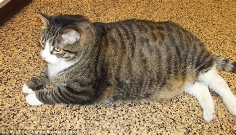 Biscuit The Fat Cat Needs A Home Tubby 37lb Tabby Fed Sweets By His