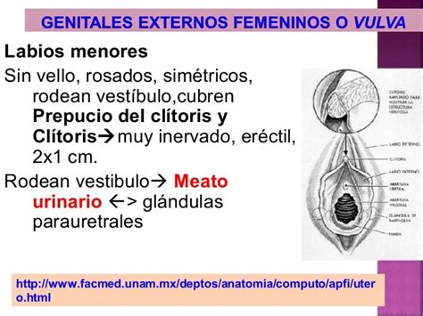 Anatomía Aparato Genital Femenino Para Alumns