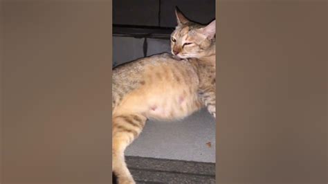 Pregnant Stray Cat Cheer Up Youtube