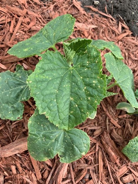 The beetle may appear in large numbers and can quickly stunt or kill the small plants. Yellow spots on cucumber leaves? #gardening #garden #DIY # ...