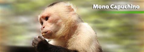 Zoológico Santacruz Mono Capuchino