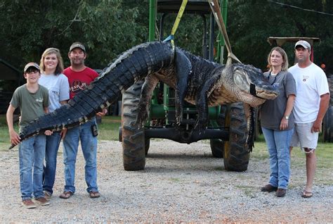 Top 10 The Biggest Alligator In The World