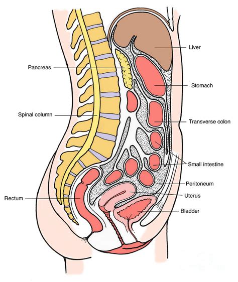 One of its main functions is to. Illustration Of Female Internal Organs Photograph by ...