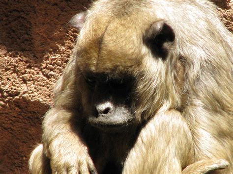 Sad Monkey Photograph By Jason Moore