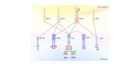 TIGIT Contains An Extracellular Immunoglobulin Variable Domain A