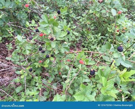 Blackberries On The Vine Stock Photo Image Of Ripening 131675258