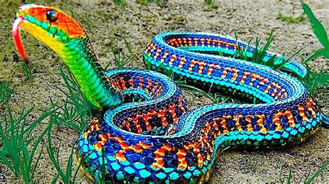 Heute gilt sie als bekannteste schlange in ganz australien und erfreut sich weltweit größter faszination. 13 seltenste Schlangen der Welt!