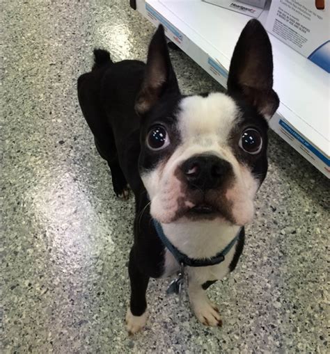 You can adopt a boston terrier at a much lower cost than buying one from a breeder. Northeast Boston Terrier Rescue: Northeast Boston Terrier ...