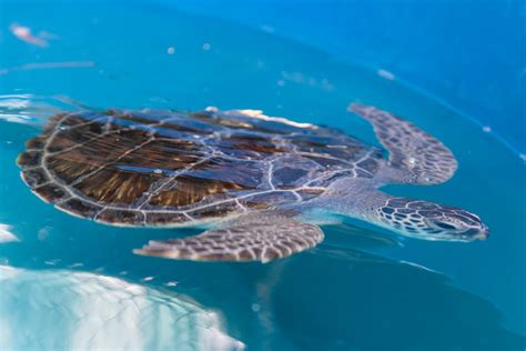 Sea Turtle Rescued From Florida Keys Debris Released Back To The Ocean
