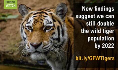 Release New Research Suggests Tigers Can Come Back From Brink Of