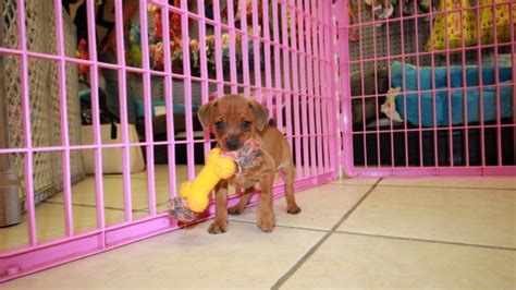Fantastic Red Black And Tan Miniature Pinscher Puppies For
