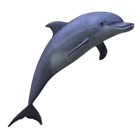 Dolphin Transparent Png Stickpng