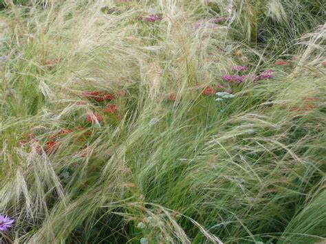 A Sea Of Grasses Sensory Garden Rock Garden Plants Garden