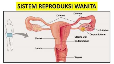 Sistem Reproduksi Wanita Dan Fungsinya Penjelasan Lengkap Seputarnet Com