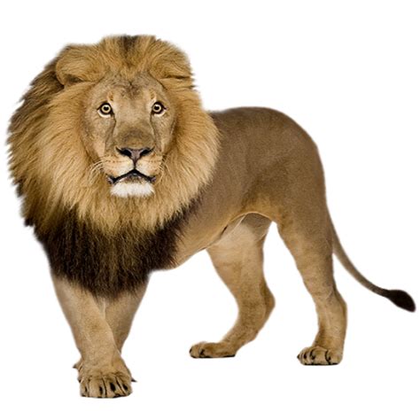 Black Lion Png Png Image Collection