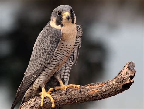 Falcons Birds Of Prey Facts 75b