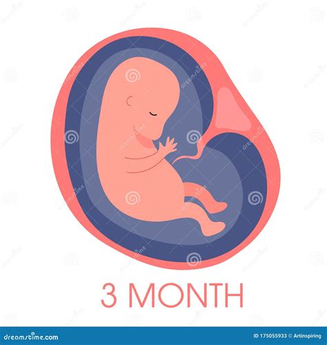 Embryo In Womb Third Month Fetal Development And Growth During Stock