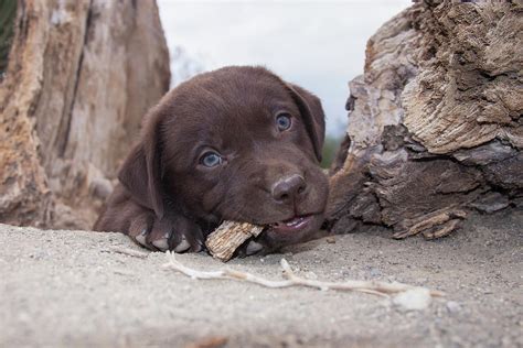 Chocolate Labrador Retriever Puppy Photograph By Zandria Muench Beraldo