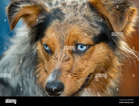 Gorgeous Blue Eyed Australian Shepherd Shepard Tri Color Aussie Merle With Wet Face Close Up