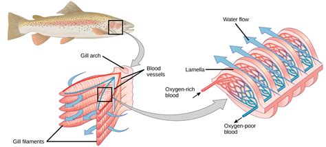 How Fish Gills Work Moldy Chum