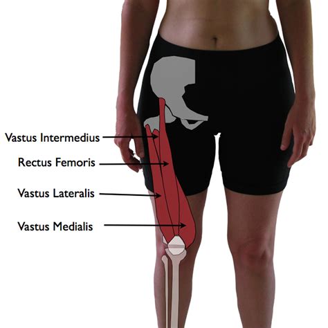 Vastus Lateralis Trigger Points The Knee Pain Trigger Points Part 1