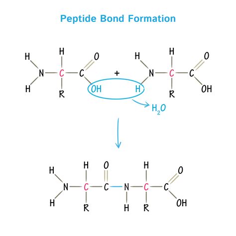 Https://tommynaija.com/draw/how To Draw A Peptide Bond