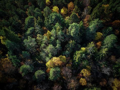 Forest Landscape Aerial Photography Photograph By