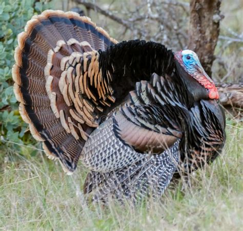 Wild Turkey Male In Display Stock Image Image Of Area Gobbling