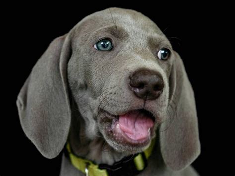 However it is very likely that audited breeders in our wide network do or will have top quality, super cute weimaraner puppies for sale either now or in the near future. Miss Yellow - Weimaraner Puppy for sale | Euro Puppy