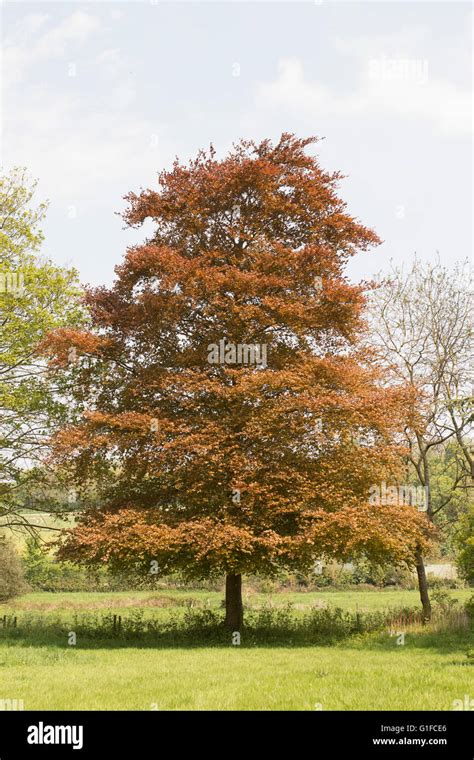 Stunning Copper Beech Tree In Early Summer Stock Photo Alamy