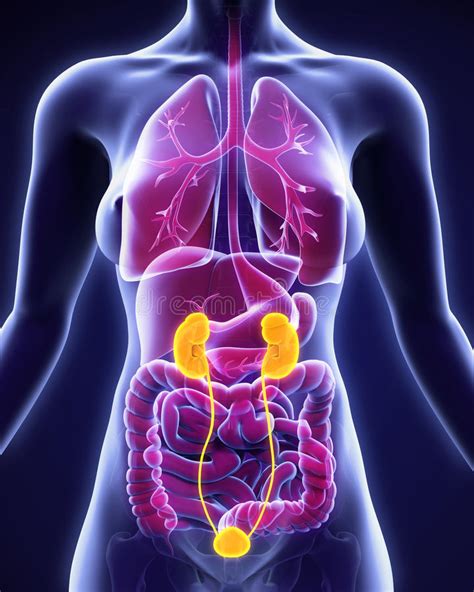 menselijke nierenanatomie stock illustratie illustration of orgaan 55282233