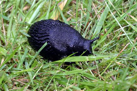 Aberdeenshire European Black Garden Slug Photo Picture Image