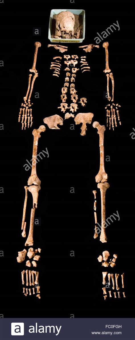 Nearly Complete Hominid Skeleton In A Physical Anthropology Study Stock