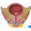 Urinary Bladder Anatomy Function And Clinical Notes  Kenhub
