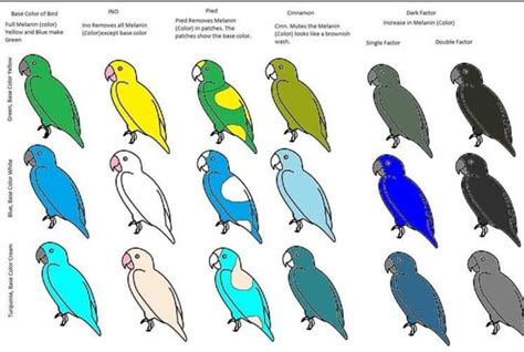 Lineolated Parakeet Color Chart Parakeet Colors Parakeet Disney