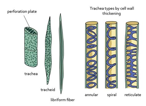 Diagram Of Xylem Cells