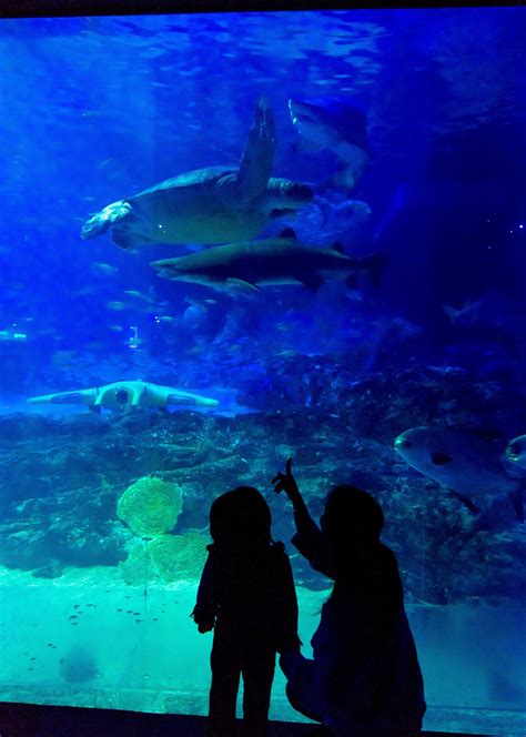 Sea Life Busan Aquarium Official Website